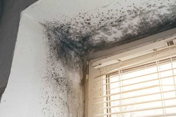 Affordable Mold Cleanup solutions in Shrewsbury, NJ