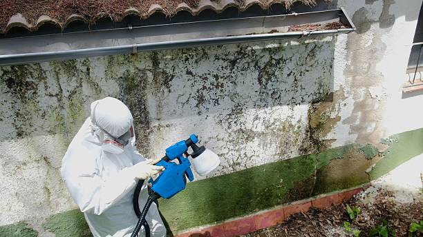 Top rated local Mold Cleanup specialists in Shrewsbury, NJ